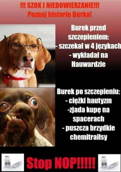 Burek przed i po szczepieniu 