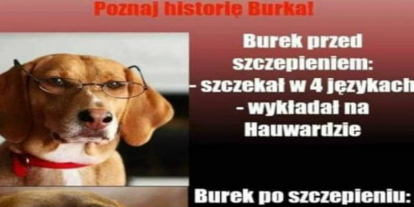 Burek przed i po szczepieniu 
