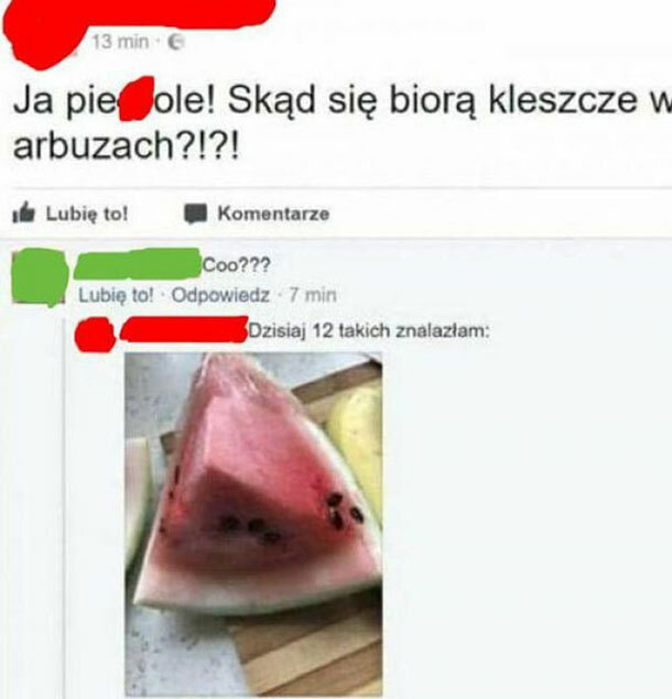 Kleszcze w arbuzach
