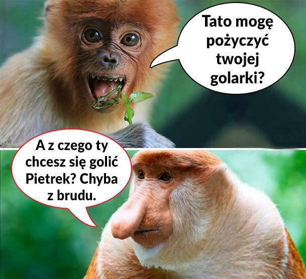 Pioter i golarka. Ale riposta Janusza!