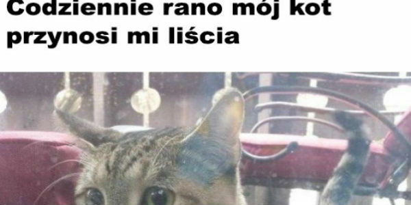 Kot przynosi mu liścia