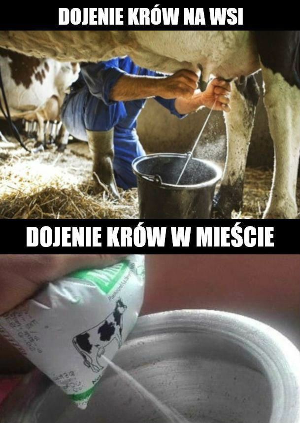 Dojenie krów na wsi vs w mieście :D