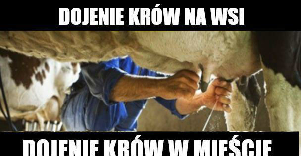 Dojenie krów na wsi vs w mieście :D
