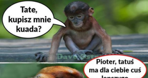 Pioter pirat drogowy :D 