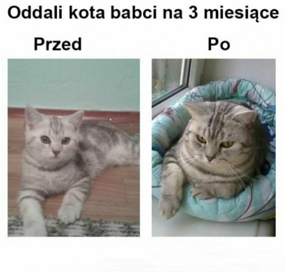 Kot u babci