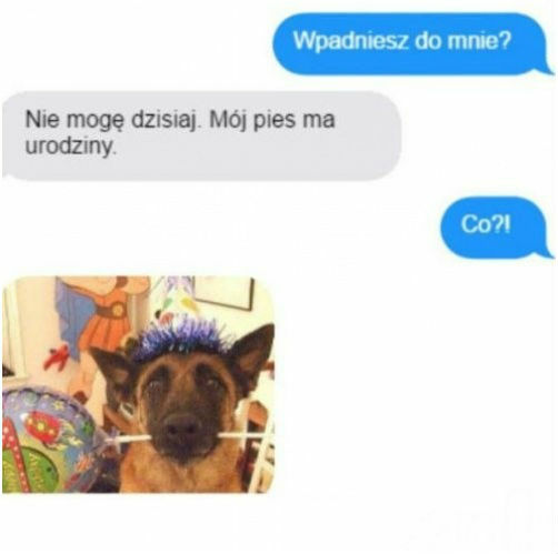 Urodziny psa