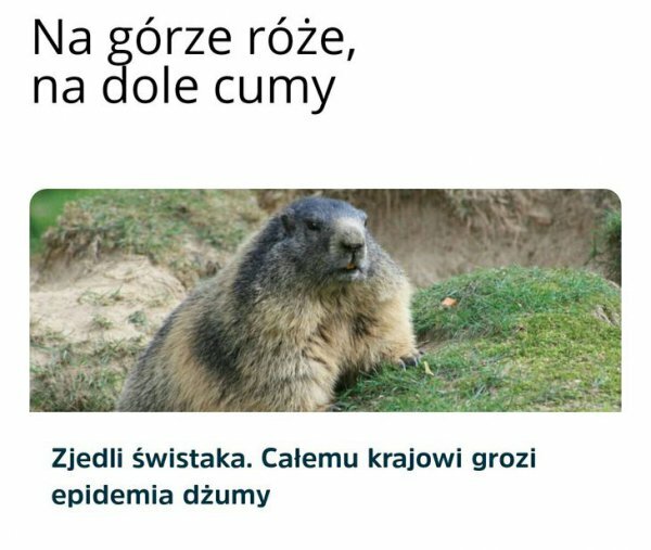 LOL XD 