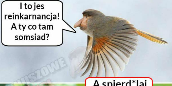 Reinkarnacja