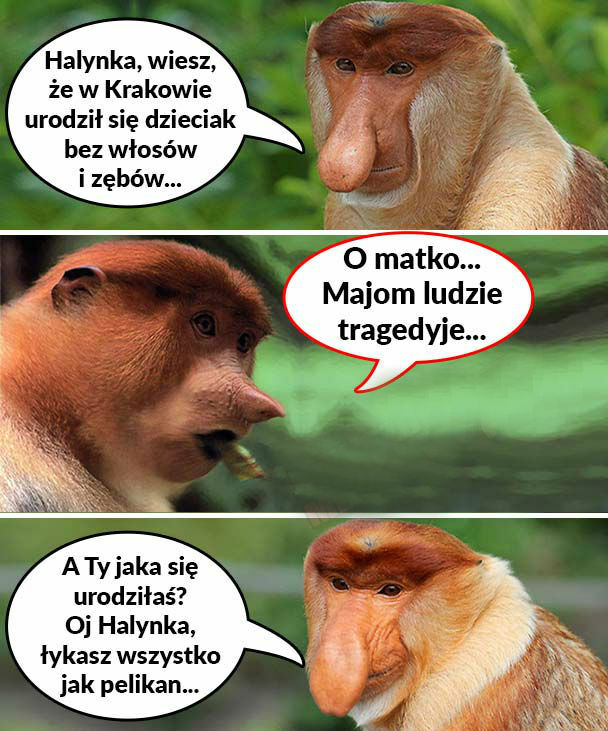 Ciekawostka od Janusza :D