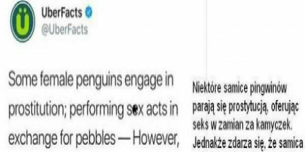Pingwinie prostytutki 