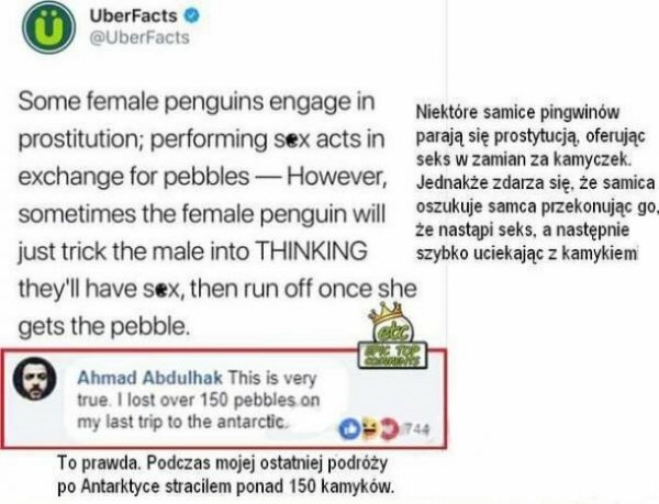 Pingwinie prostytutki 