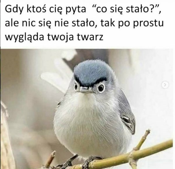 Gdy ktoś pyta :D