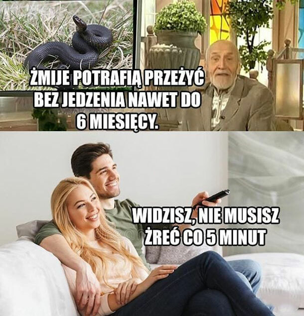 Ciekawostka o żmijach :D