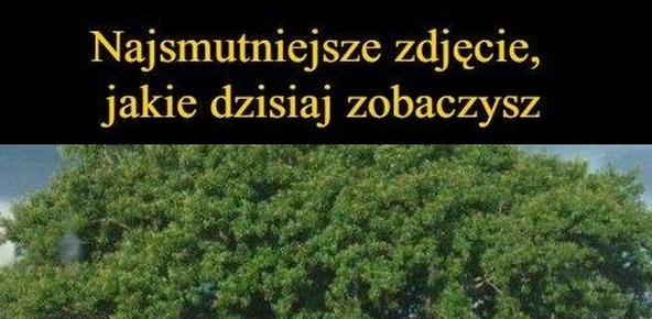 Najsmutniejsze zdjęcie, jakie dziś zobaczysz