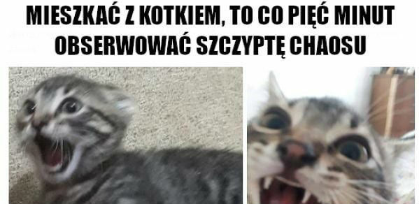 Te kocie figle