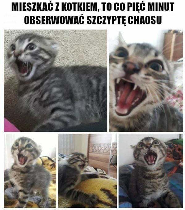 Te kocie figle