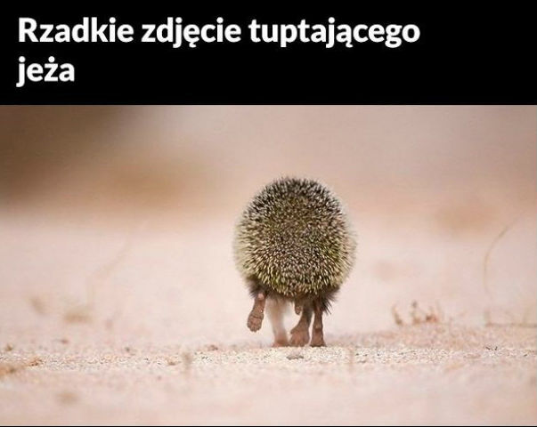 Dokąd tupta jeż?