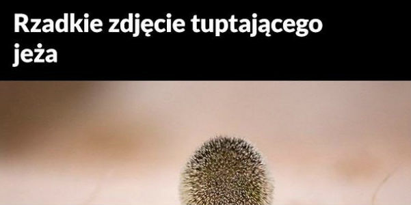 Dokąd tupta jeż?