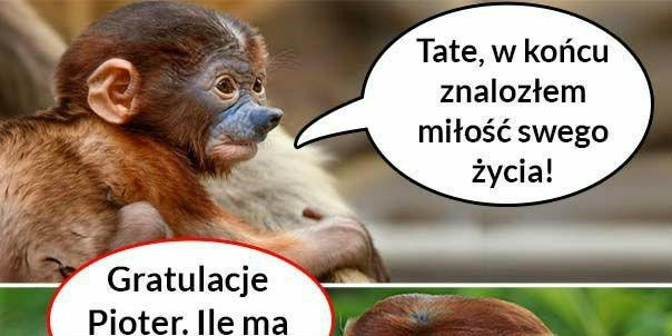 Porady taty