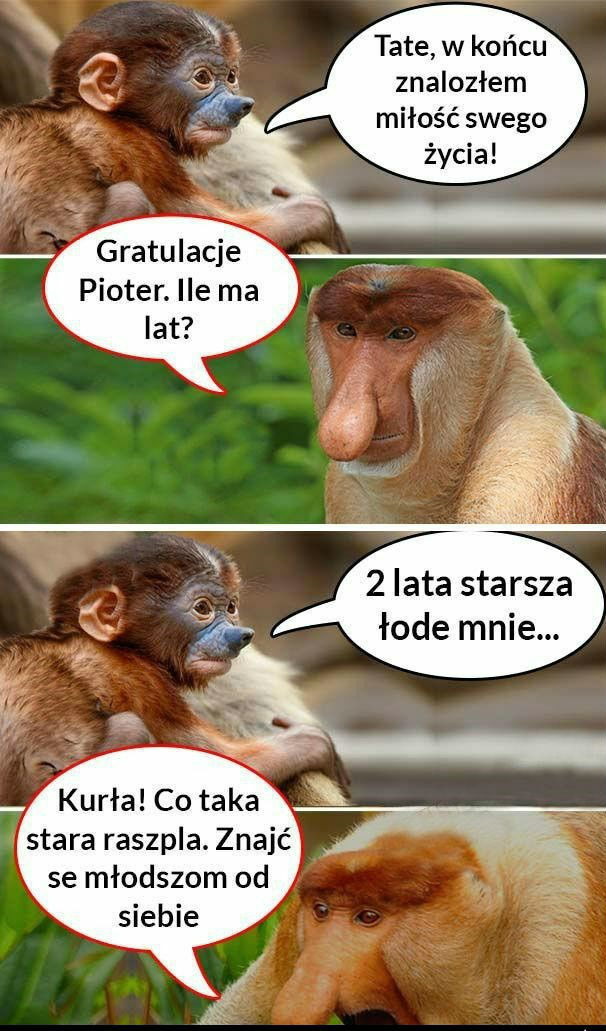 Porady taty