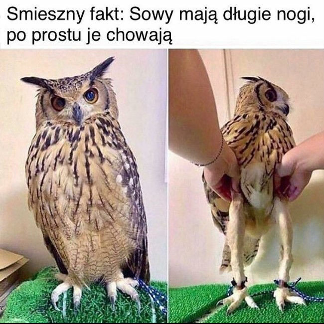 Cała prawda o sowach