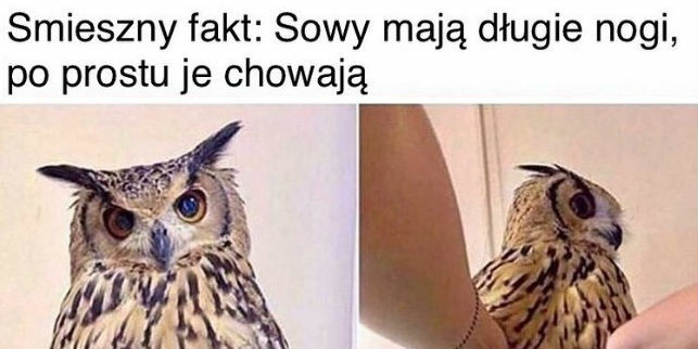 Cała prawda o sowach