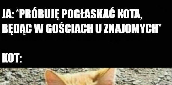 Groźny kot