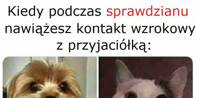 Wzrokowy kontakt z przyjaciółką