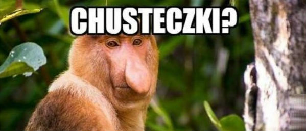 Wybory Janusza