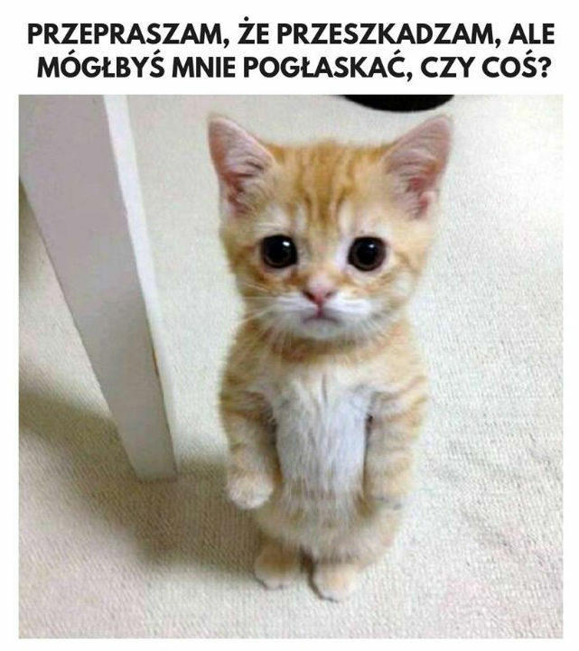 Kotek