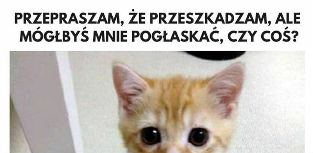 Kotek