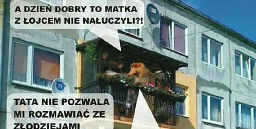 Awantura u somsiadów :D