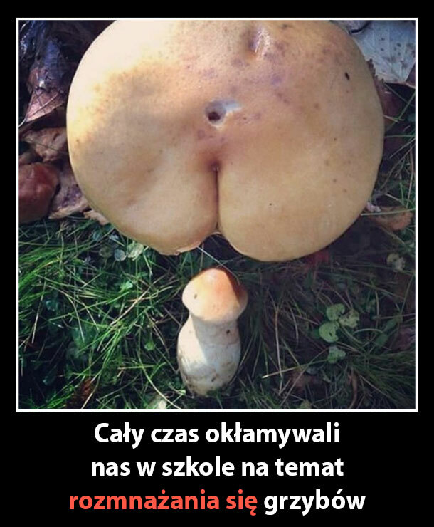 Prawda o rozmnażaniu się grzybów :D