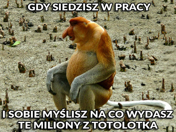 Marzenie Janusza