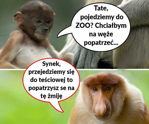 Wycieczka do ZOO