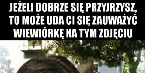 Dostrzegasz wiewiórkę?