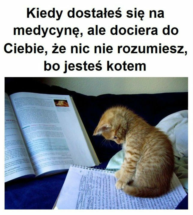Wymarzone studia