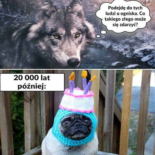 Ewolucja wilka: coś poszło nie tak :P