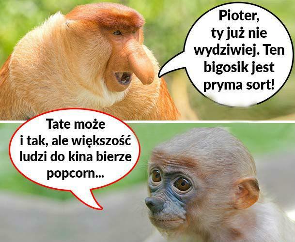 Bigosik pryma sort