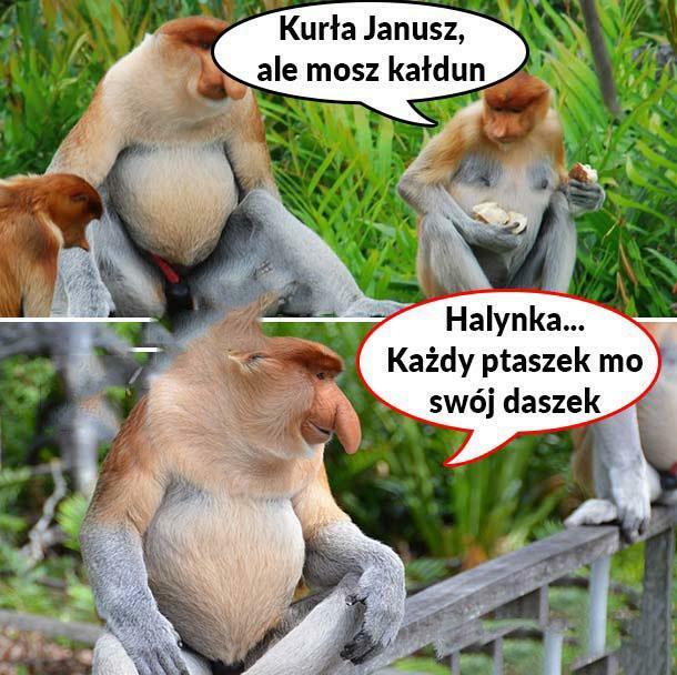 Kałdun Janusza :D