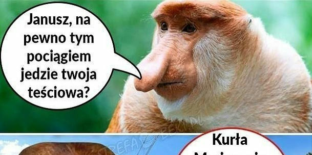 Intryga Janusza