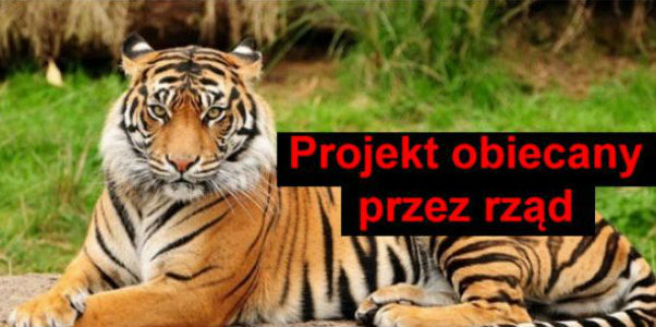 Obietnice wyborcze