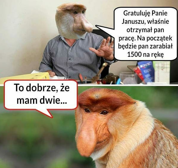 Sukces Janusza