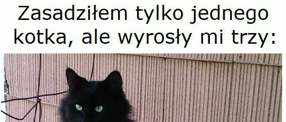 Co za przypadek!