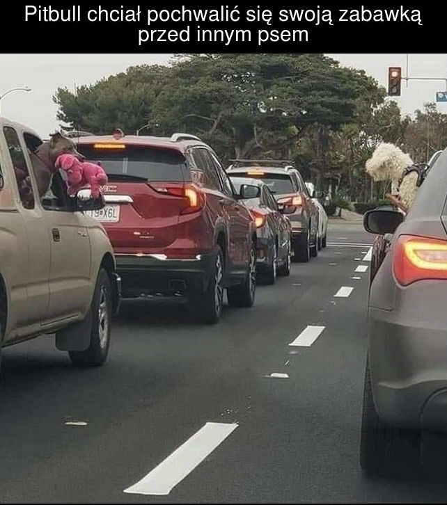 Chwalipięta
