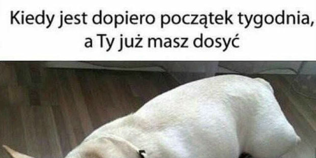 Mam dość!