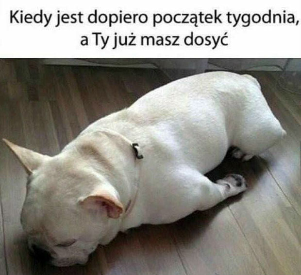 Mam dość!