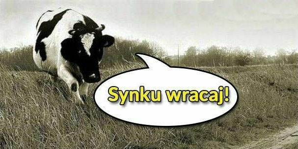 Poszukiwania
