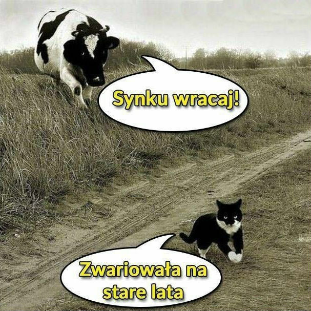 Poszukiwania