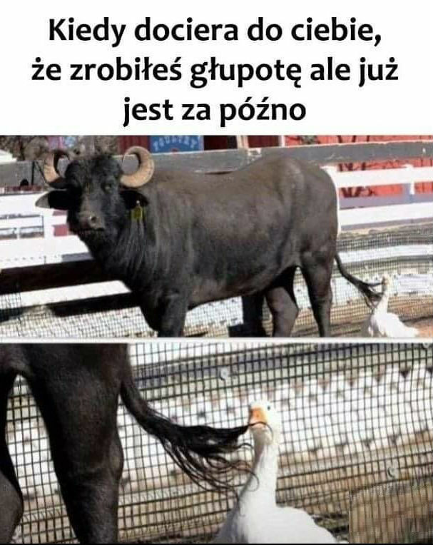 Głupota